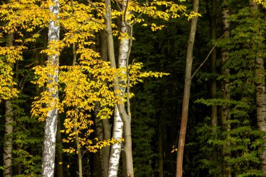 Sonbahar renkleri orman korusunda.