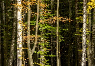 Sonbahar renkleri orman korusunda.