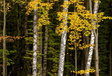 Sonbahar renkleri orman korusunda.
