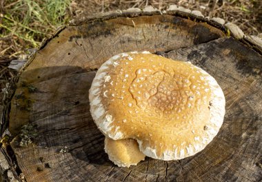 Ağacın üstünde Chaga mantarı.