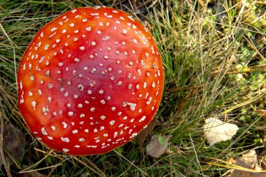 Amanita yağlı bir mantar değil..