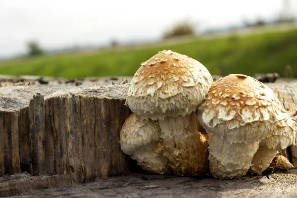 Chaga Heilpilz Auf Einem Baum — Stockfoto