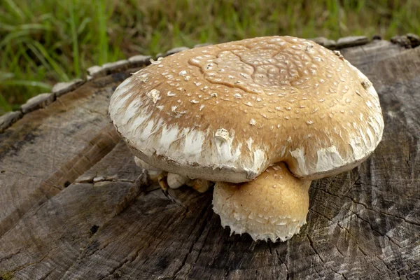 Chaga Heilpilz Auf Einem Baum — Stockfoto