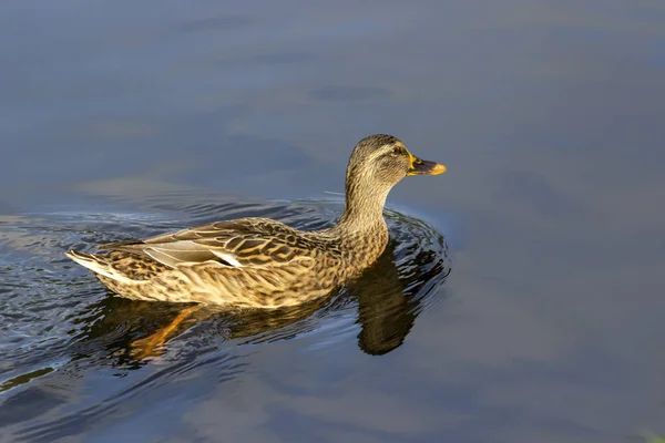 Wildenten Treiben Teich — Stockfoto