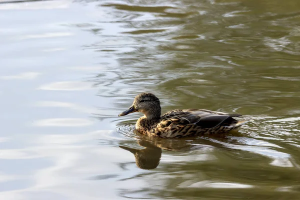 Wildenten Treiben Teich — Stockfoto