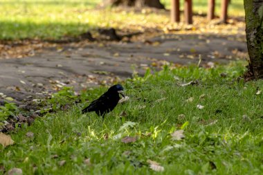 Şehir parkındaki çimlerde yiyecek arayan kargalar düşer..
