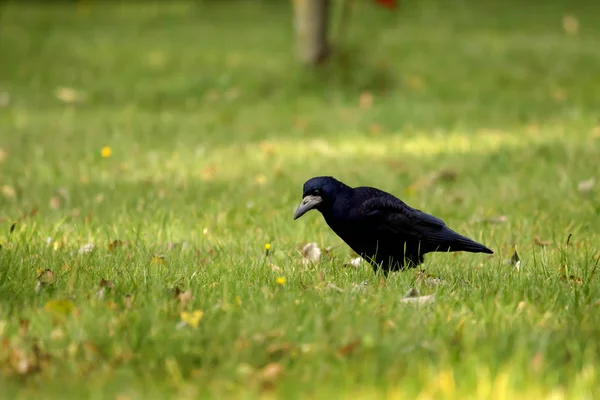 Vrána Padá Při Hledání Potravy Trávníku Městském Parku — Stock fotografie