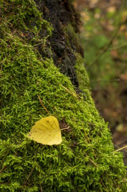 Ormanda renkli altın sonbahar yaprakları.