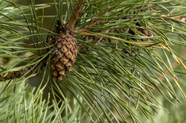 Ormanda sonbahar kozalakları.