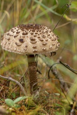 Yaprak döken sonbahar ormanında.