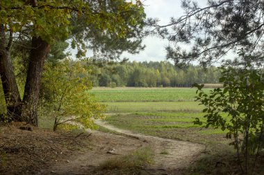 Yaprak döken sonbahar ormanında.