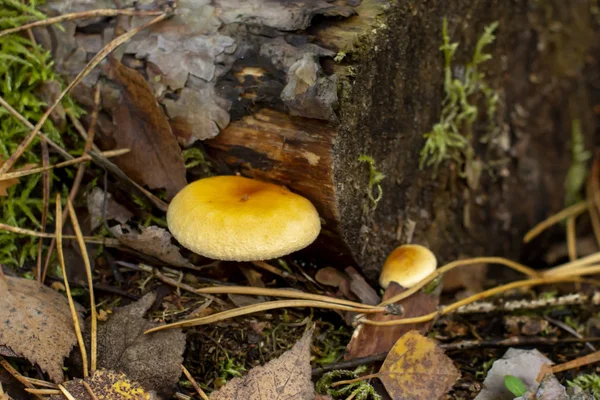 Inedible Forest Mushrooms Fall — Stock Photo, Image