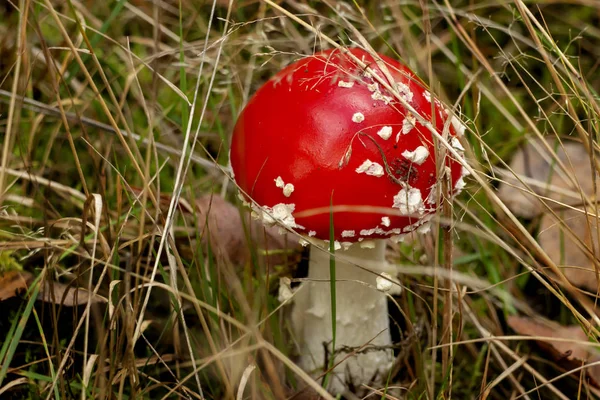 Inedible Forest Mushrooms Fall — Stock Photo, Image