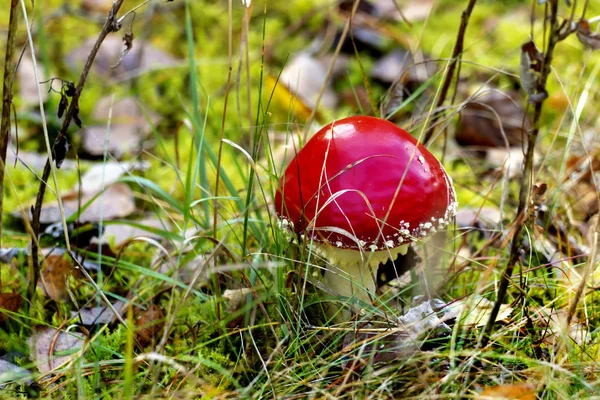 Inedible Cogumelos Florestais Outono — Fotografia de Stock