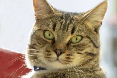 Bir evin portresi, gri kedi..