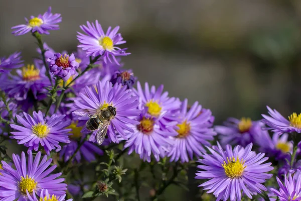 Пчелы Опыляют Цветные Осенние Астры — стоковое фото