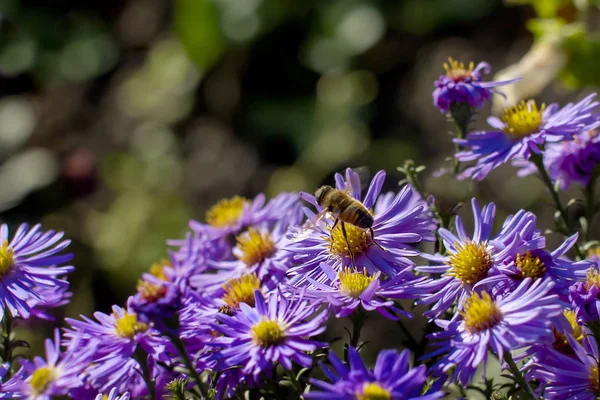 Пчелы Опыляют Цветные Осенние Астры — стоковое фото
