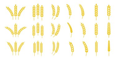Buğday kulağı simgesi ayarlandı. Buğday logosu. Tahıl çivileri simgeleri yerleştirdi. Tahıl simgesi. Tarım sembolü. vektör illüstrasyonu