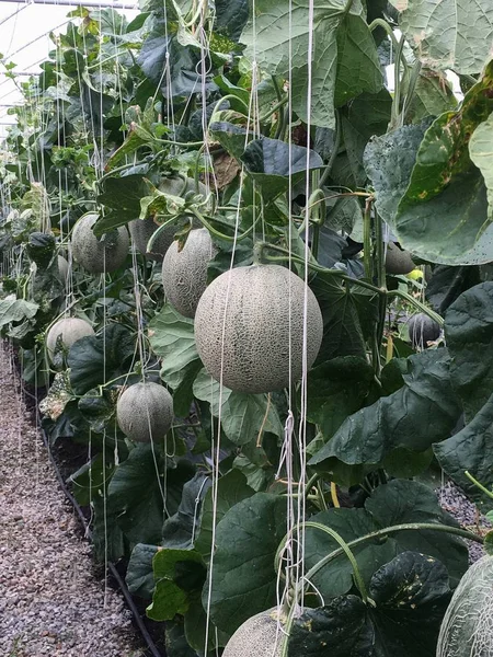 Gospodarstwo Melon Uprawy Szklarni Pyszne Obrazy Stockowe bez tantiem