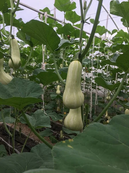 Fare Sacco Noci Zucca Verde Nella Serra Foto Stock