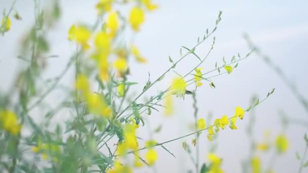 Pan Bumble Bee Žluté Listy Jsou Zelené Listy Jsou Přirozeně — Stock video