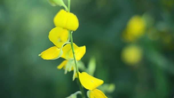 Φόντο Φύλλα Κίτρινο Φύση Πράσινος Όμορφος Σημύδας Φυσικός Νερό Φύλλο — Αρχείο Βίντεο