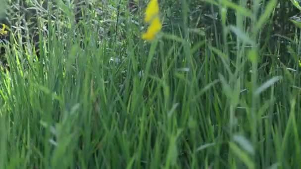 Pozadí Listí Žlutá Příroda Zelená Krásná Březová Přírodní Voda List — Stock video
