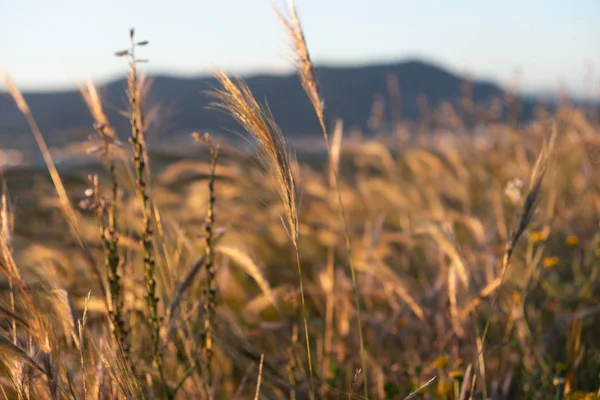 Spikes of warm color and in the background mountains in a sunset. Autumn season