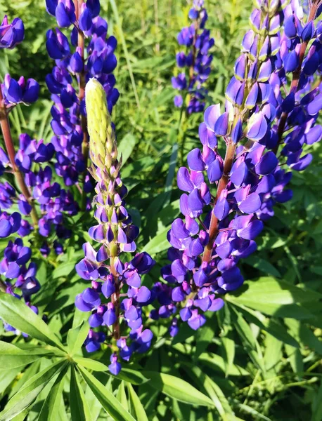 Lupine flower and green leaves. Bright green and purple colors. Sunny day in a meadow. Wild flora.