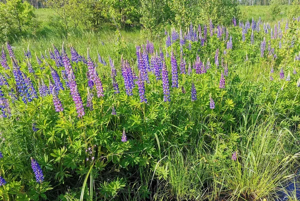 Lupine flower and green leaves. Bright green and purple colors. Sunny day in a meadow. Wild flora.