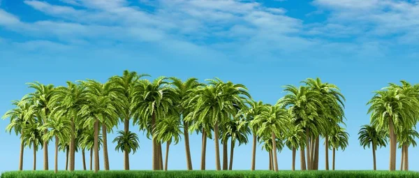 Palmiye ağaçları, güzel tropikal arka plan, 3d render — Stok fotoğraf