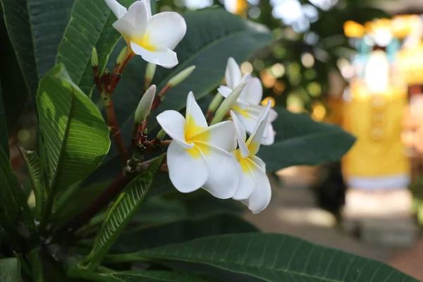 Groupe de fleurs jaunes blanches et roses Frangipani — Photo