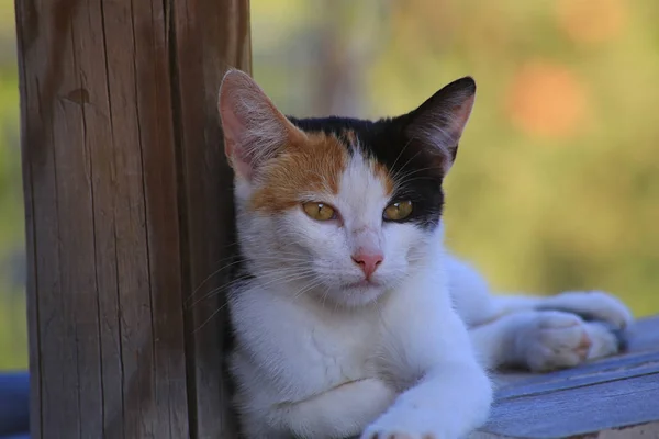 Una imagen de cerca de un gatito bebé dormitar . — Foto de Stock