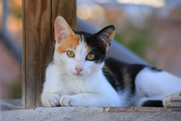 Una imagen de cerca de un gatito bebé dormitar . — Foto de Stock