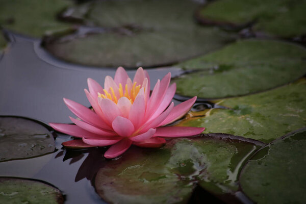 Красивый розовый или лотосный цветок
