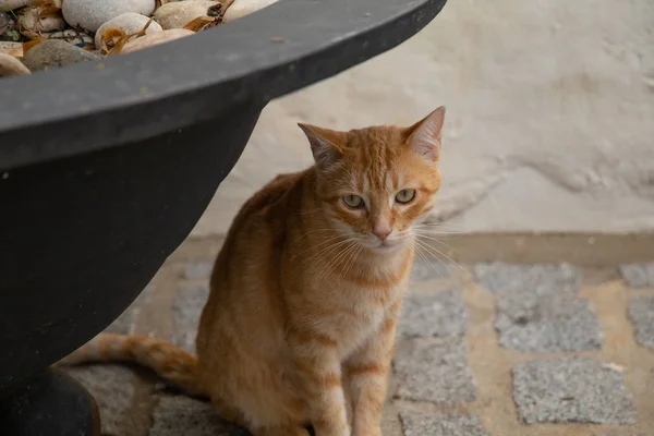 Pequeño gato marrón en la calle, se sienta debajo de una tina de flores — Foto de Stock