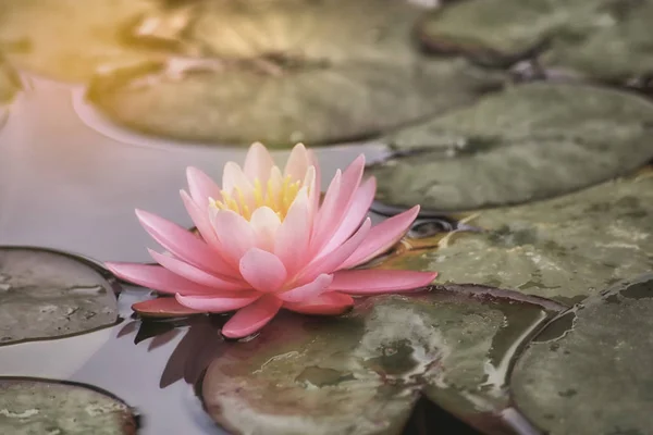 Güzel bir pembe nilüfer veya lotus çiçek
