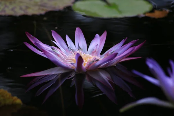 A beautiful pink waterlily or lotus flower — Stock Photo, Image