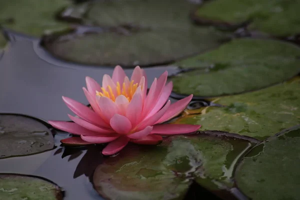 Una hermosa flor de loto o nenúfar rosa — Foto de Stock