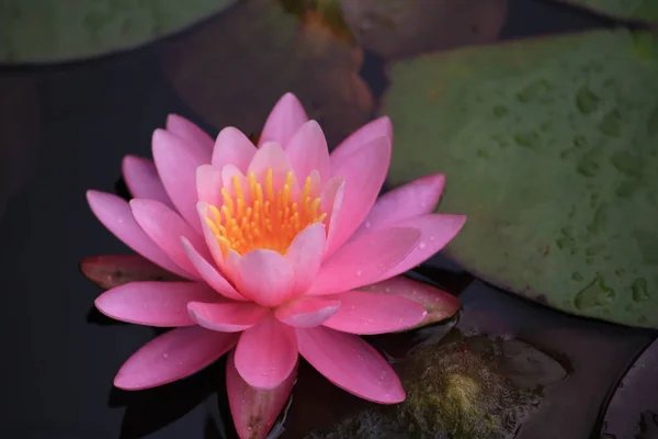 Una hermosa flor de loto o nenúfar rosa — Foto de Stock