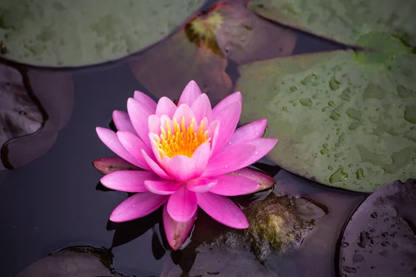 Una hermosa flor de loto o nenúfar rosa — Foto de Stock