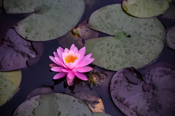 Una hermosa flor de loto o nenúfar rosa — Foto de Stock