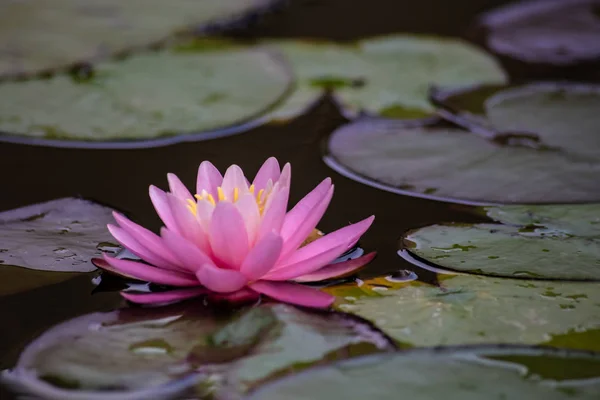 A beautiful pink waterlily or lotus flower — Stock Photo, Image