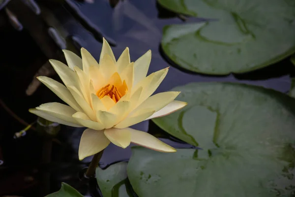 Hermosa flor amarilla flor de loto nenúfar flor en estanque — Foto de Stock