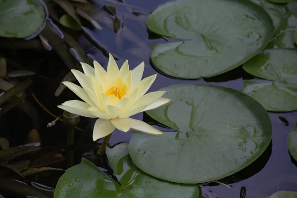 美丽的黄色盛开的莲花水百合花在池塘 — 图库照片