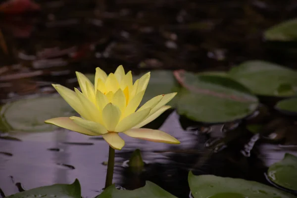 Bela flor de lírio de lótus amarelo florescendo na lagoa — Fotografia de Stock