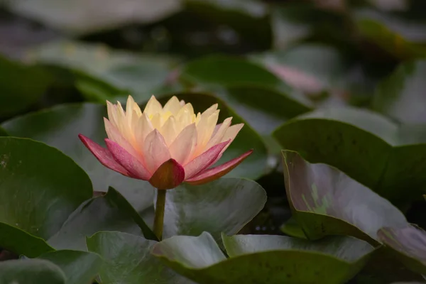 A beautiful yellow and pink waterlily or lotus flower — Stock Photo, Image