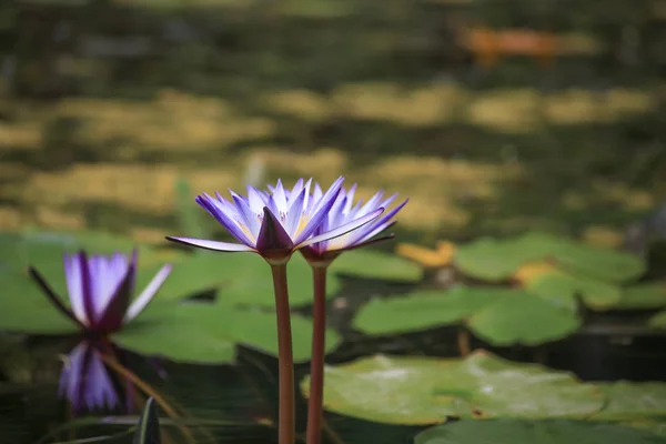 A beautiful pink waterlily or lotus flower — Stock Photo, Image