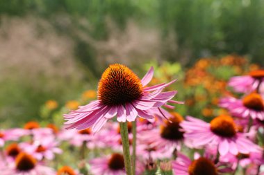 Lavanta pembe, Ekinezya dikenli yeşil koni ile turuncu ipuçları ile aydınlandı.