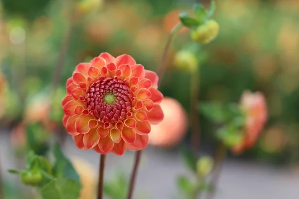 Pink, yellow and white fresh dahlia flower macro photo.